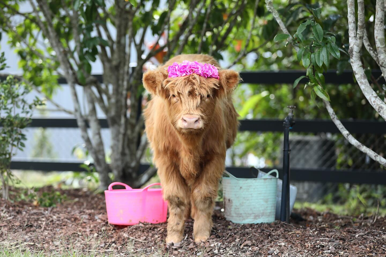 Cattle Fencing